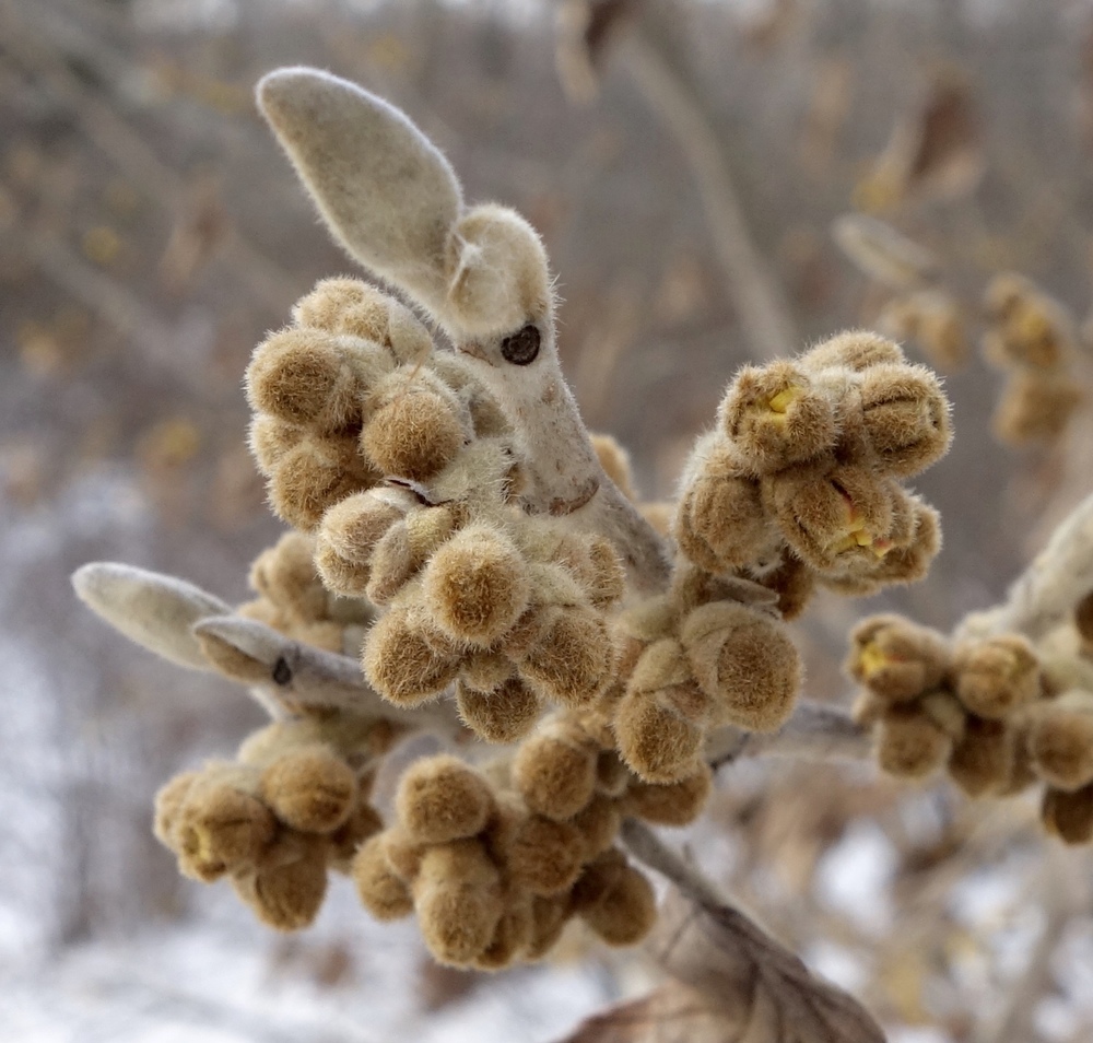 Swelling buds of Chinese witch-hazel.
