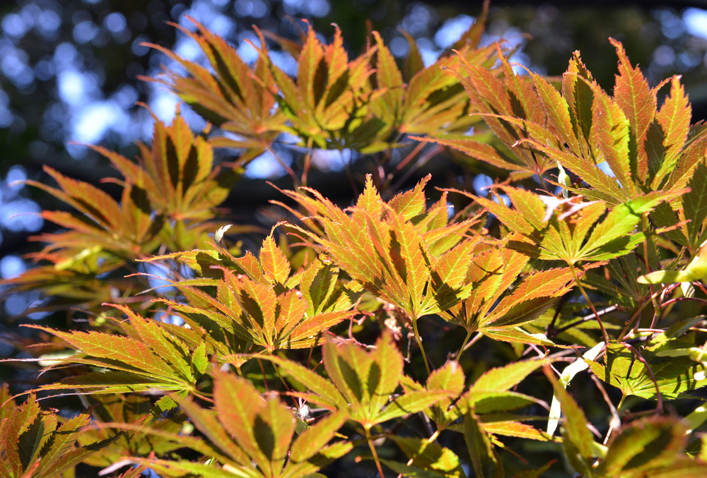 Leaves of Japanese maple.