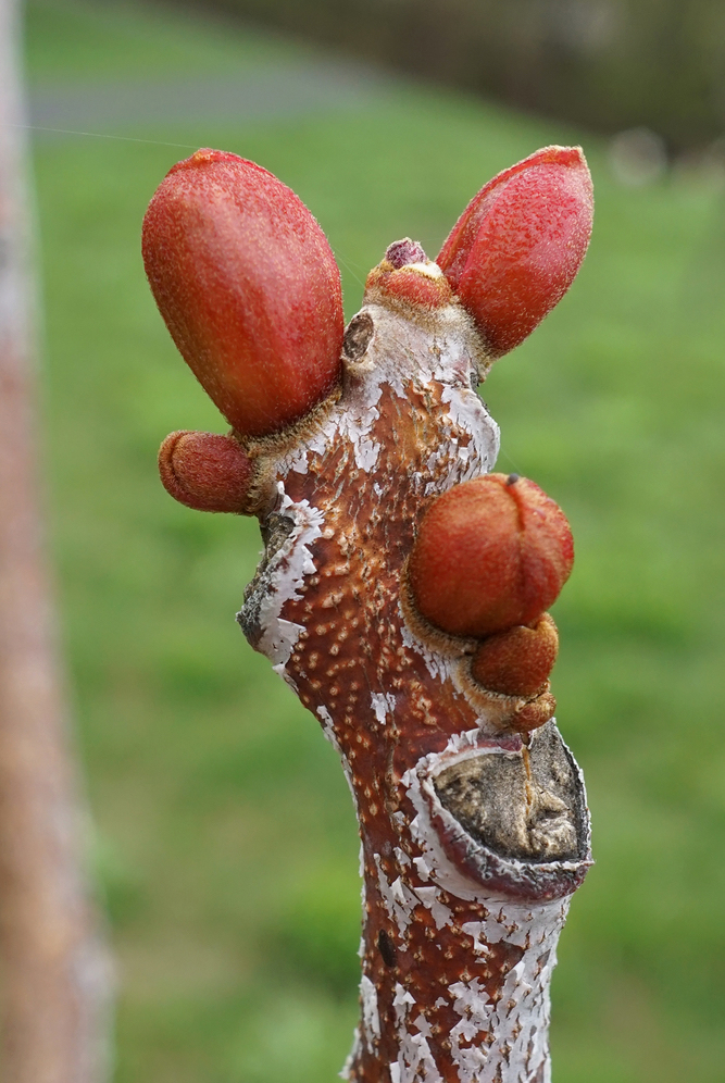 Swelling buds of Kentucky coffeetree.