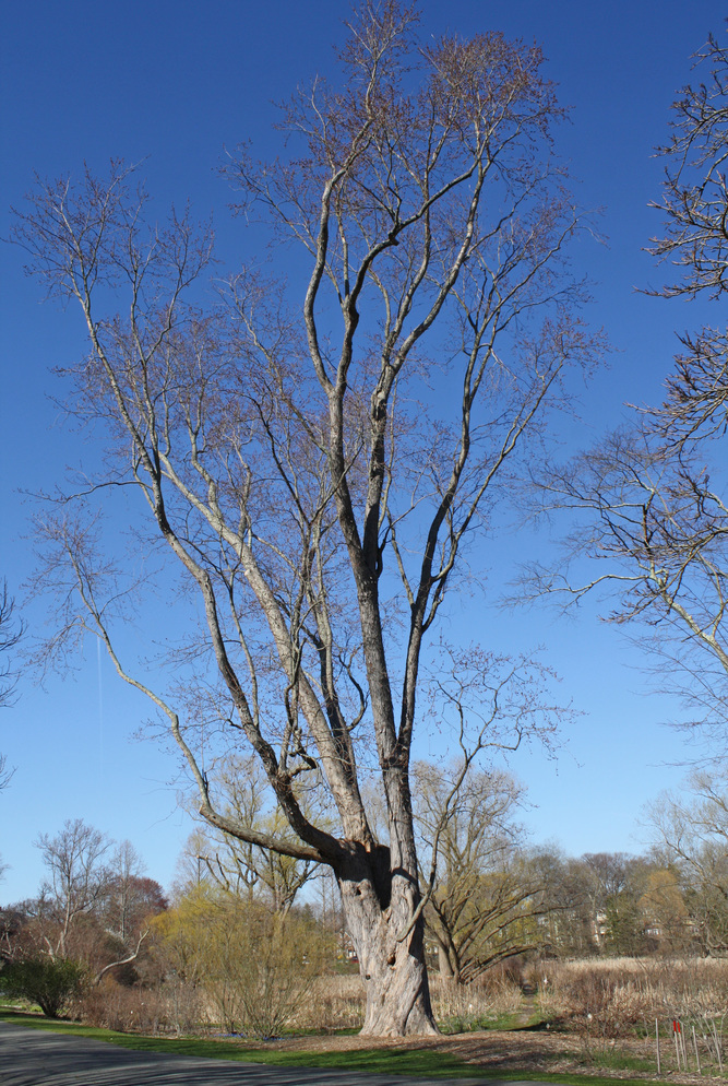 Silver maple