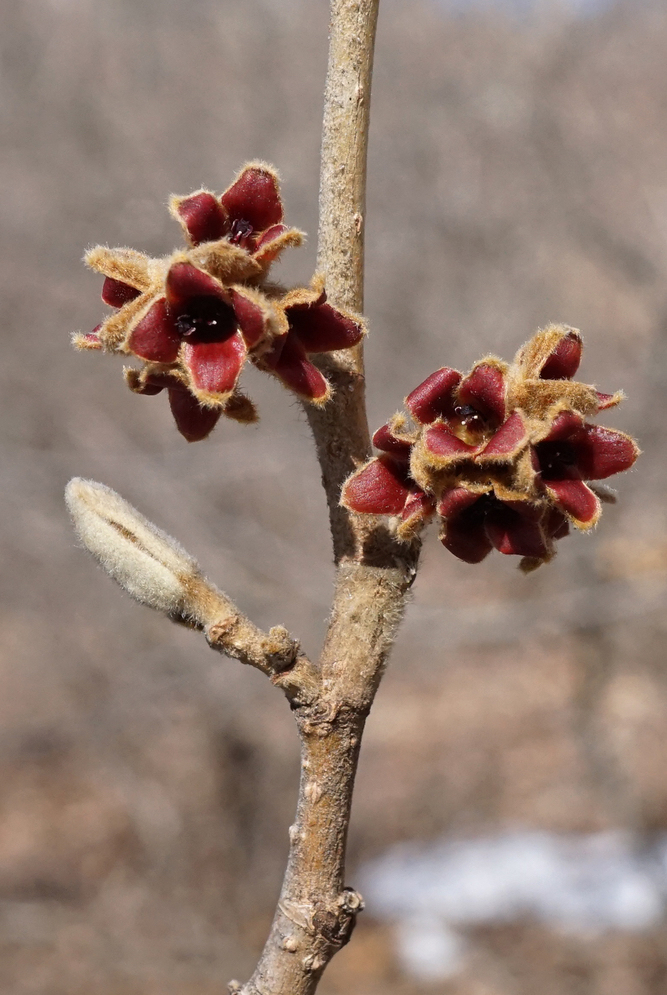 Spent flowers of Chinese witch-hazel.