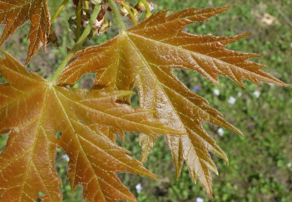 Young leaves of silver maple.