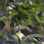 Seeds of Japanese maple.