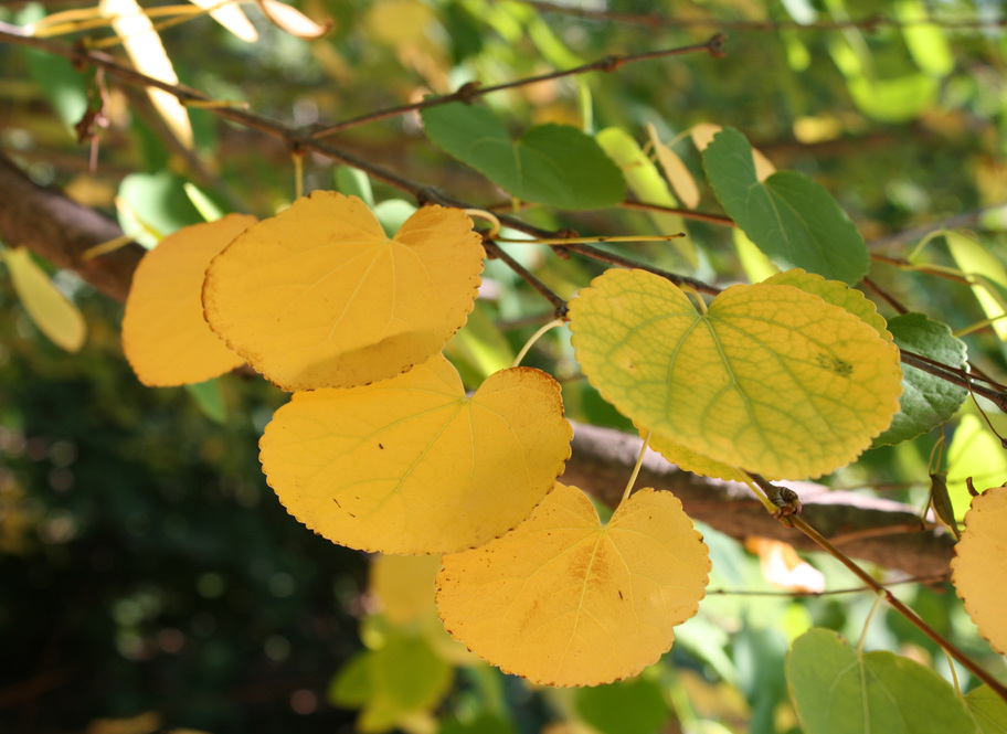 Leaves of Katsura Tree.