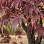 Leaves of Japanese maple.