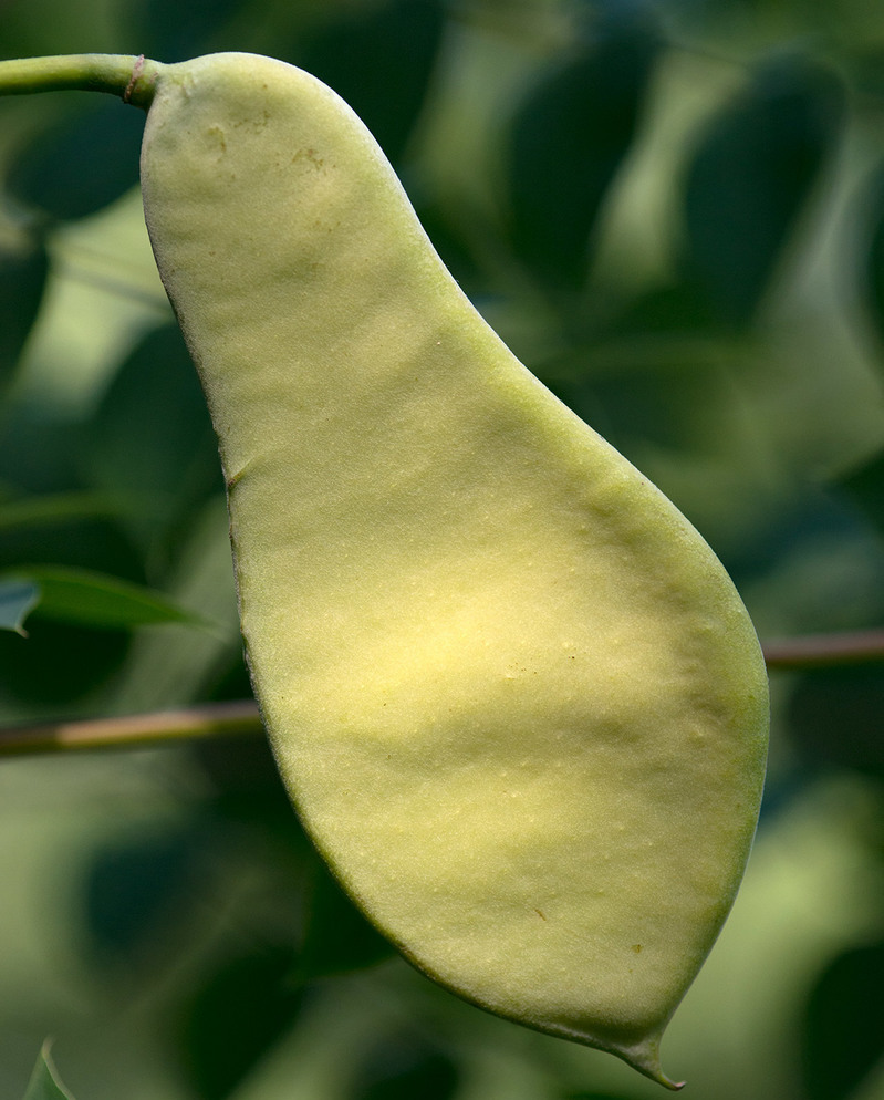 Seed pod of Seed pods of Kentucky coffeetree.