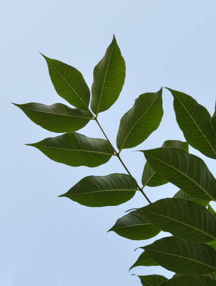 Leaves of Lavalle cork tree.