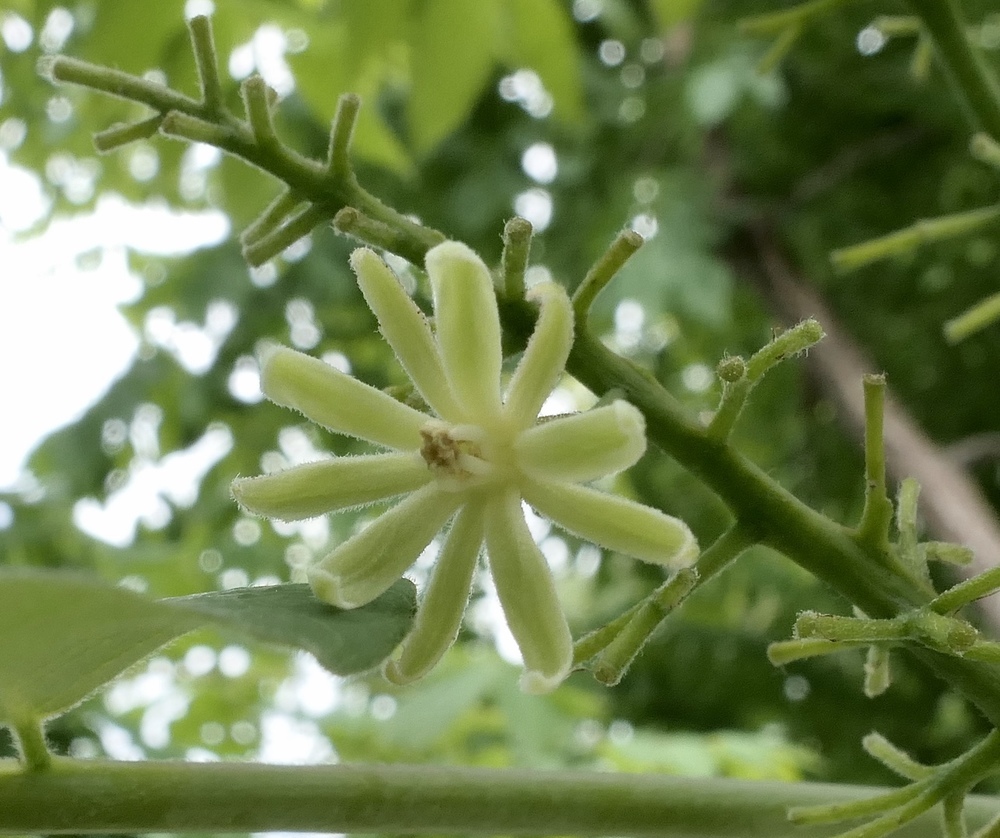Flower of Seed pods of Kentucky coffeetree.