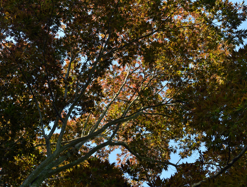 Crown of Japanese maple.