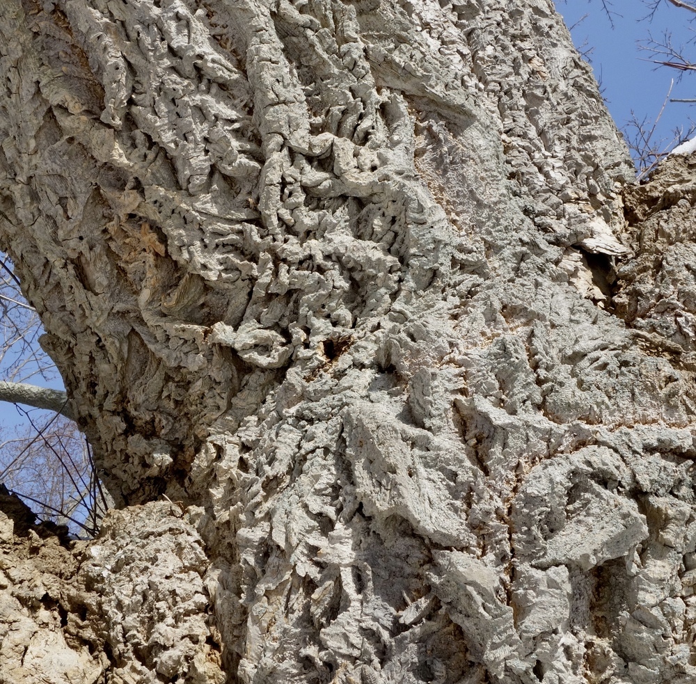 Bark of Lavalle cork tree.