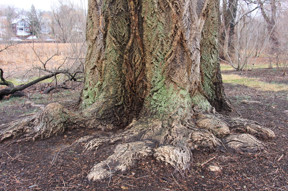 Mature trunk of Lavalle cork tree.