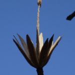 Fruit of hybrid tulip tree