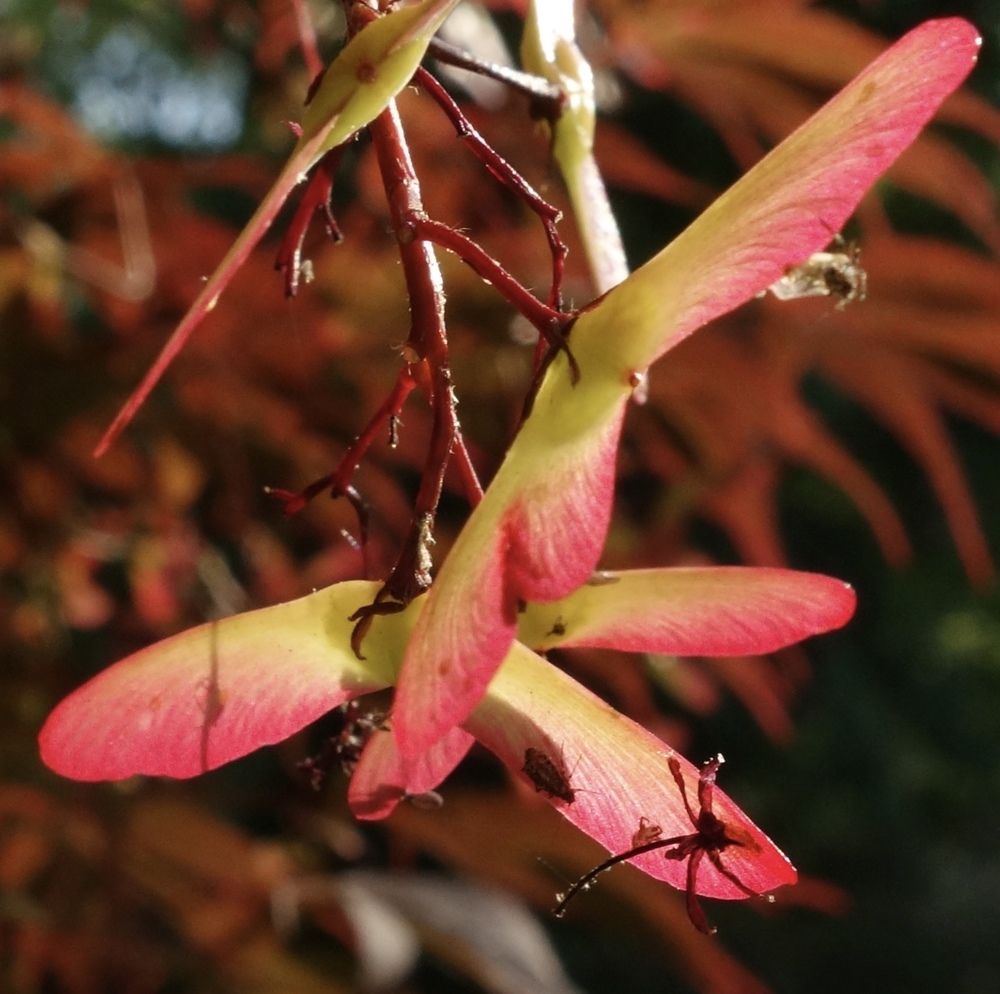 Seeds of Japanese maple.