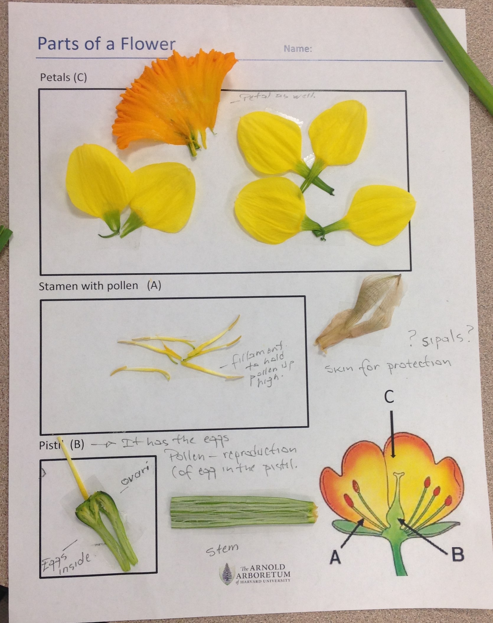 Dissecting A Flower