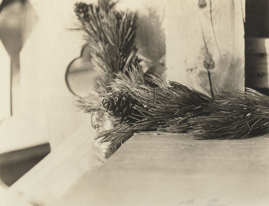 A cones and foliage of Pinus albicaulis collected at Ptarmigan Lake near Many Glacier, Glacier National Park, Montana. Photograph by M. Dall taken for Susan McKelvey, September 1921.