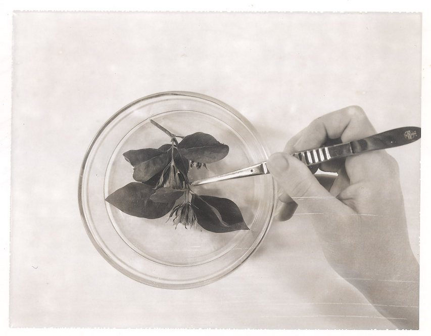 Positioning specimen on a base layer of plastic. Photograph taken May 27, 1976.