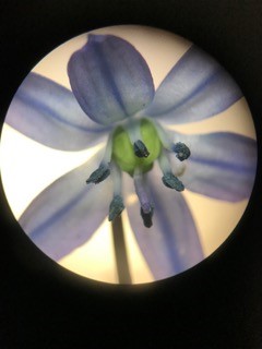 Scilla close up. A different type of pollen.