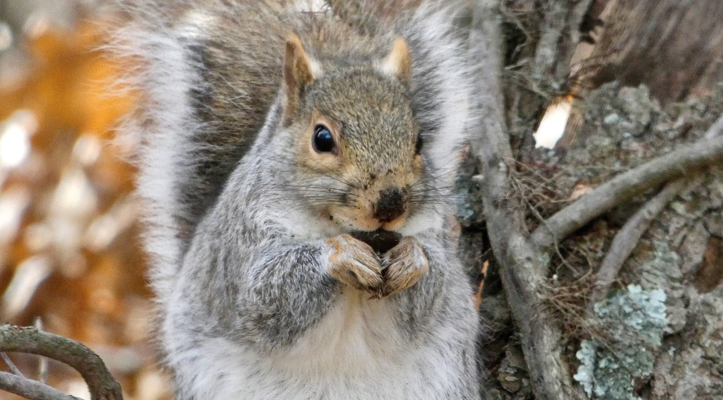 squirrel with nut