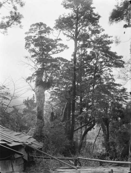 Cryptomeria japonica Japan [Title from recto of mount.] Alternate Title: Trees with a shed in the foreground. Cryptomeria japonica D. Don. Forests Yakushima, Kyushu, Japan. Old tree. Height 60 ft. Circumference 16 ft. Altitude 780 m. [Information from label on verso of photo mount.]