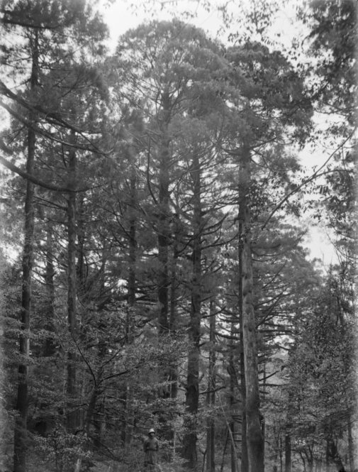 Cryptomeria japonica Japan [Title from recto of mount.] Alternate Title: Stand of trees. Cryptomeria japonica D. Don. Forests, Yakushima, Kyushu, Japan. Trees. Height 70 - 80 ft. Circumference 10 - 12 ft. Altitude 780 m. [Information from label on verso of photo mount.]