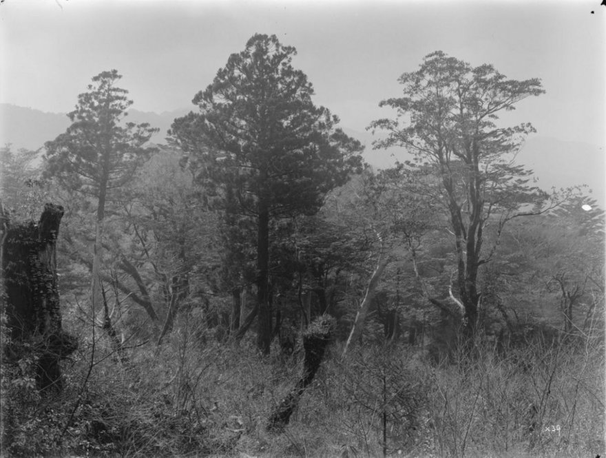 Cryptomeria japonica Japan [Title from recto of mount.] Alternate Title: Trees and stumps. Cryptomeria japonica D. Don. Tree 55 ft. x 6 ft. (in centre and to left). Trochodendron aralioides S. & Z. Tree 50 ft. x 6 ft. (to right). Stewartia monadelpha S. & Z. between. Forests, Yakushima, Kyushu, Japan. Altitude 780 m. [Information from label on verso of photo mount.]