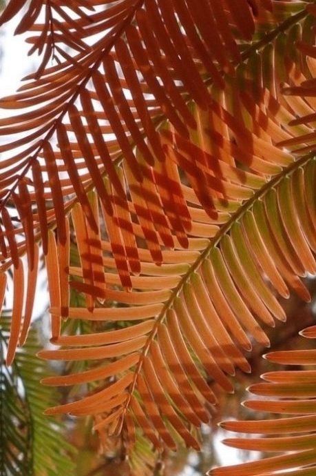 Fall foliage of Dawn Redwood