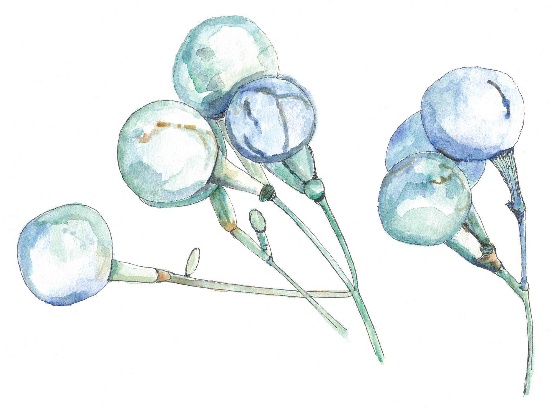 Watercolor and ink illustration wildflower fruit