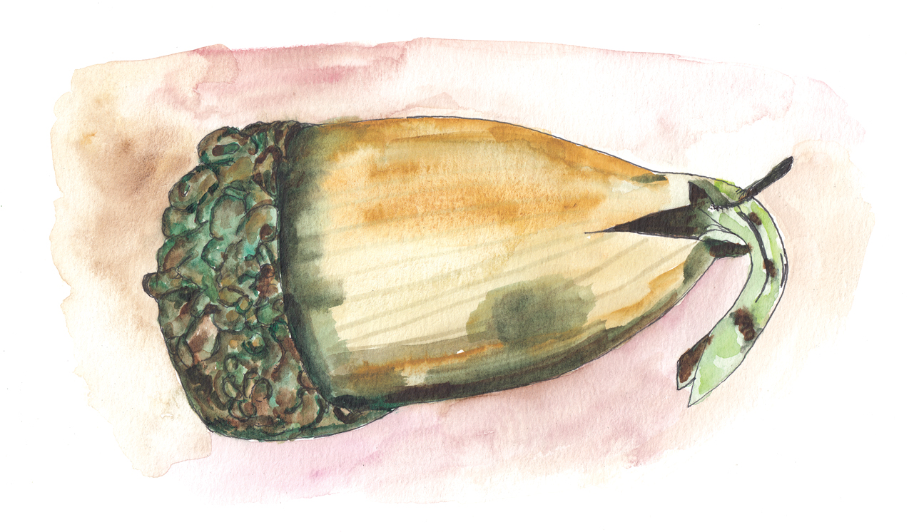 Watercolor and ink illustration acorn