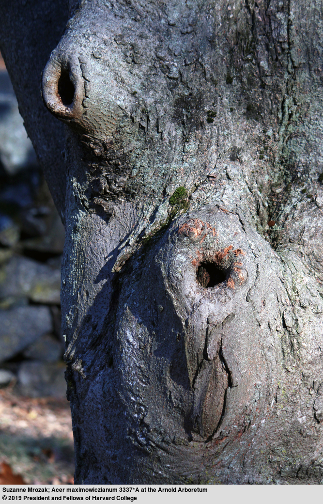 The mossy trunk of a Nikko maple (Acer maximowiczianum, accession 3337*A) from Sargent's collection of seed at Lake Chuzenji in October 1892.