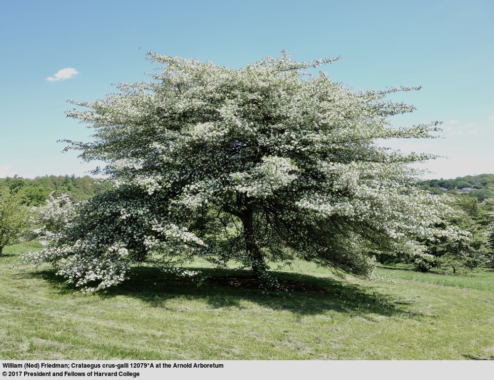 A cockspur hawthorn (Crataegus crus-galli accession 12079*A) in full bloom. This tree grew from seed received from Ernest Palmer in 1902.