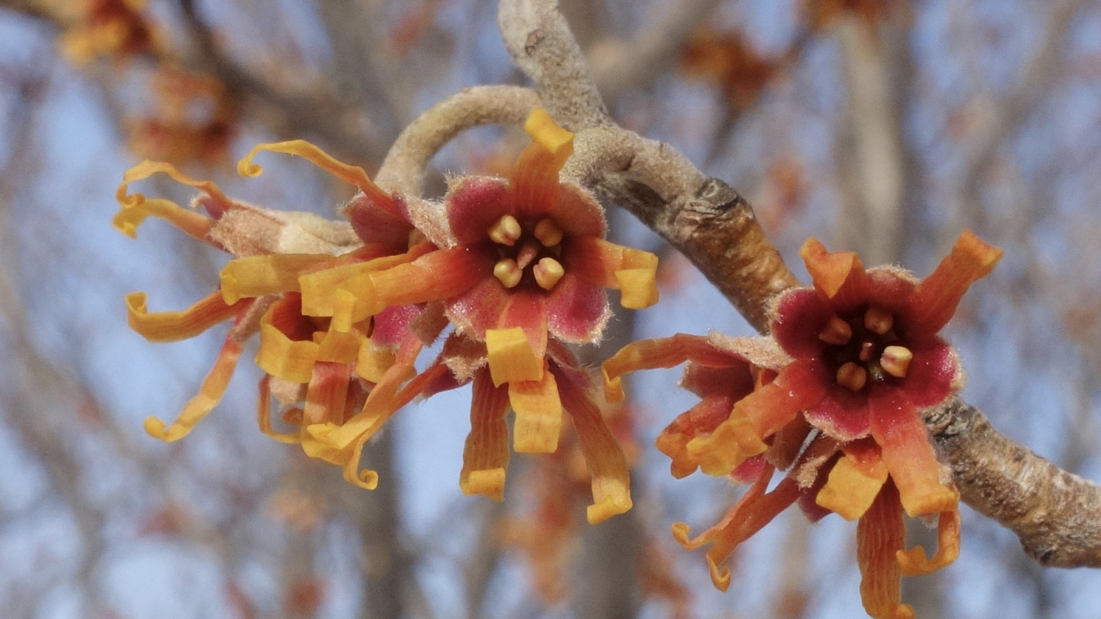 Hamamelis vernalis 6099-D by Ned Friedman