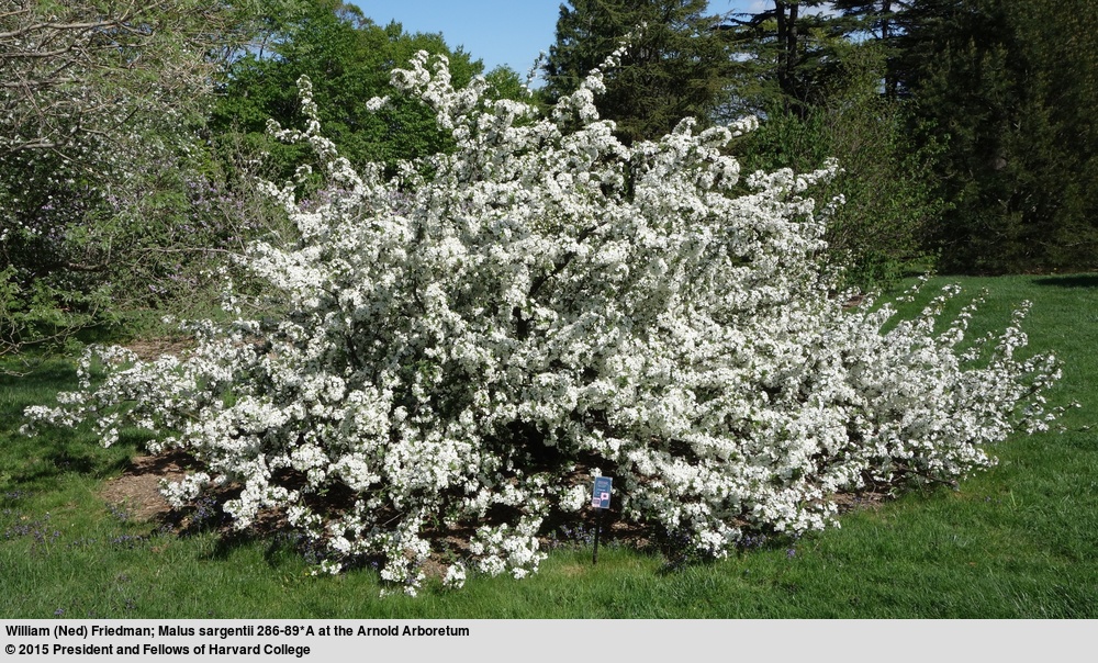 A Sargent crabapple
