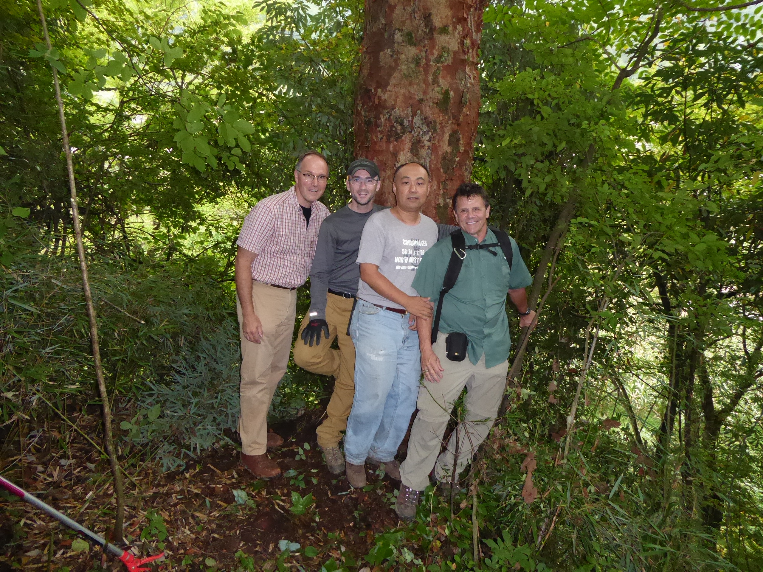 The team with a huge Acer griseum (#036).