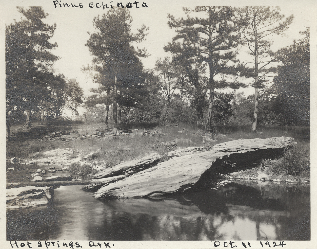 Ernest Palmer photographed these shortleaf pines (Pinus echinata) in Hot Springs, Arkansas in October 1924.