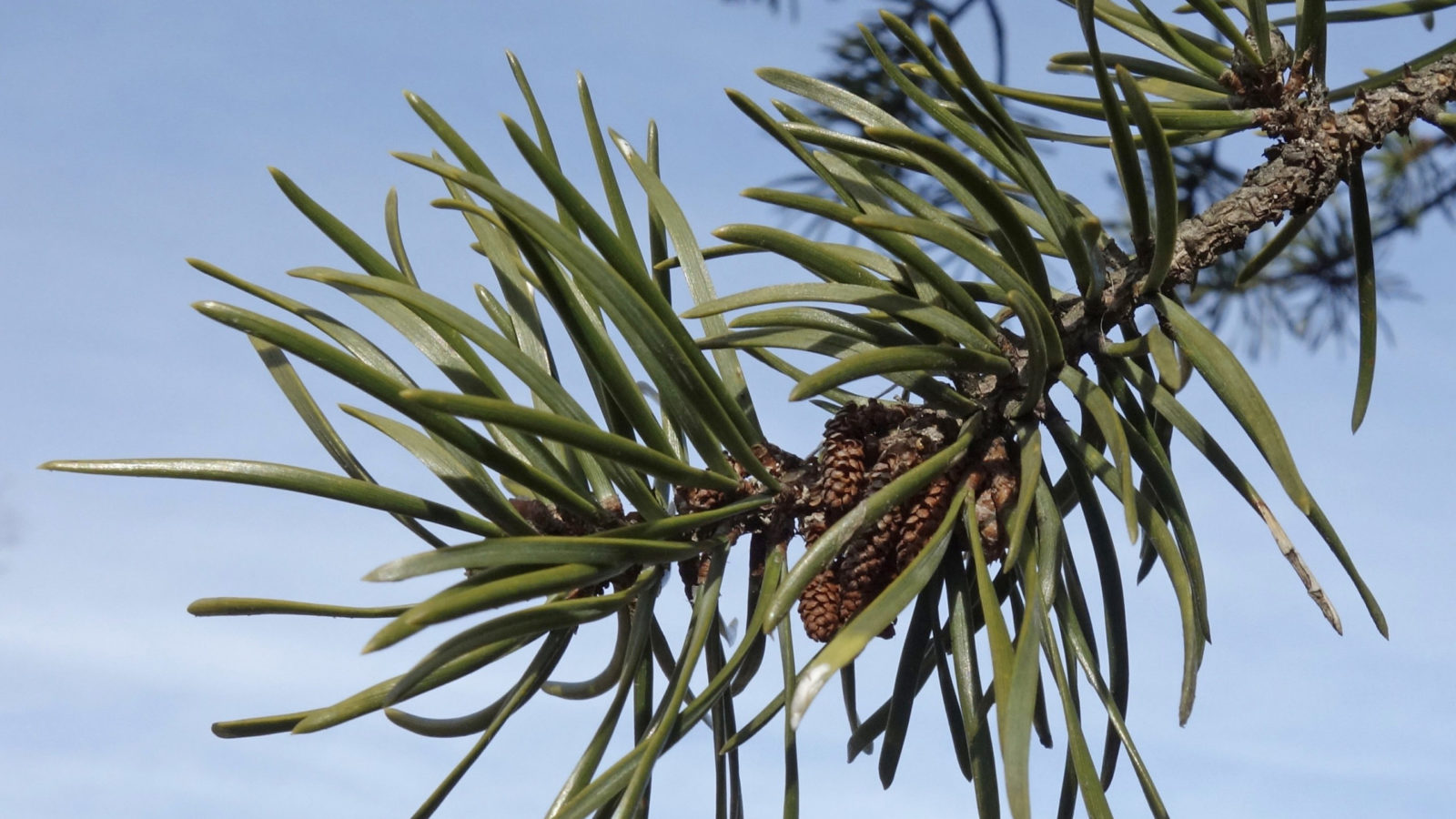 Pinus banksiana 350-82-C by Ned Friedman
