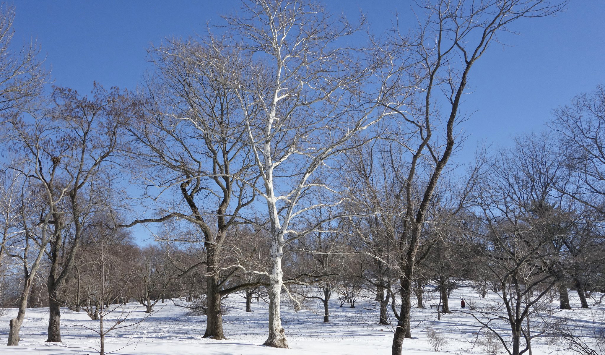 Platanus x acerifolia 'Suttneri' 1984-65-A by Ned Friedman