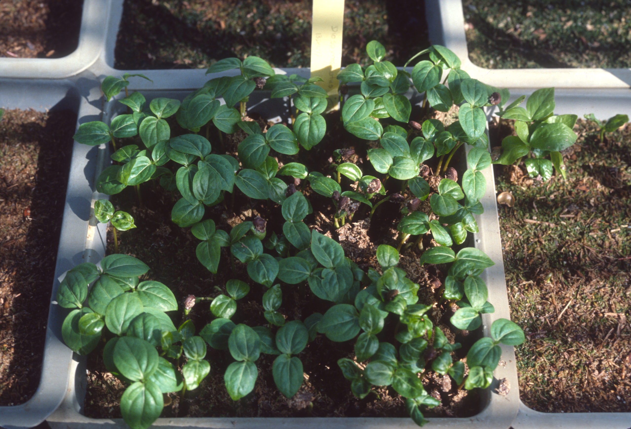 Seedlings from the 1977 Japan-Korea expedition growing in the Dana Greenhouse.