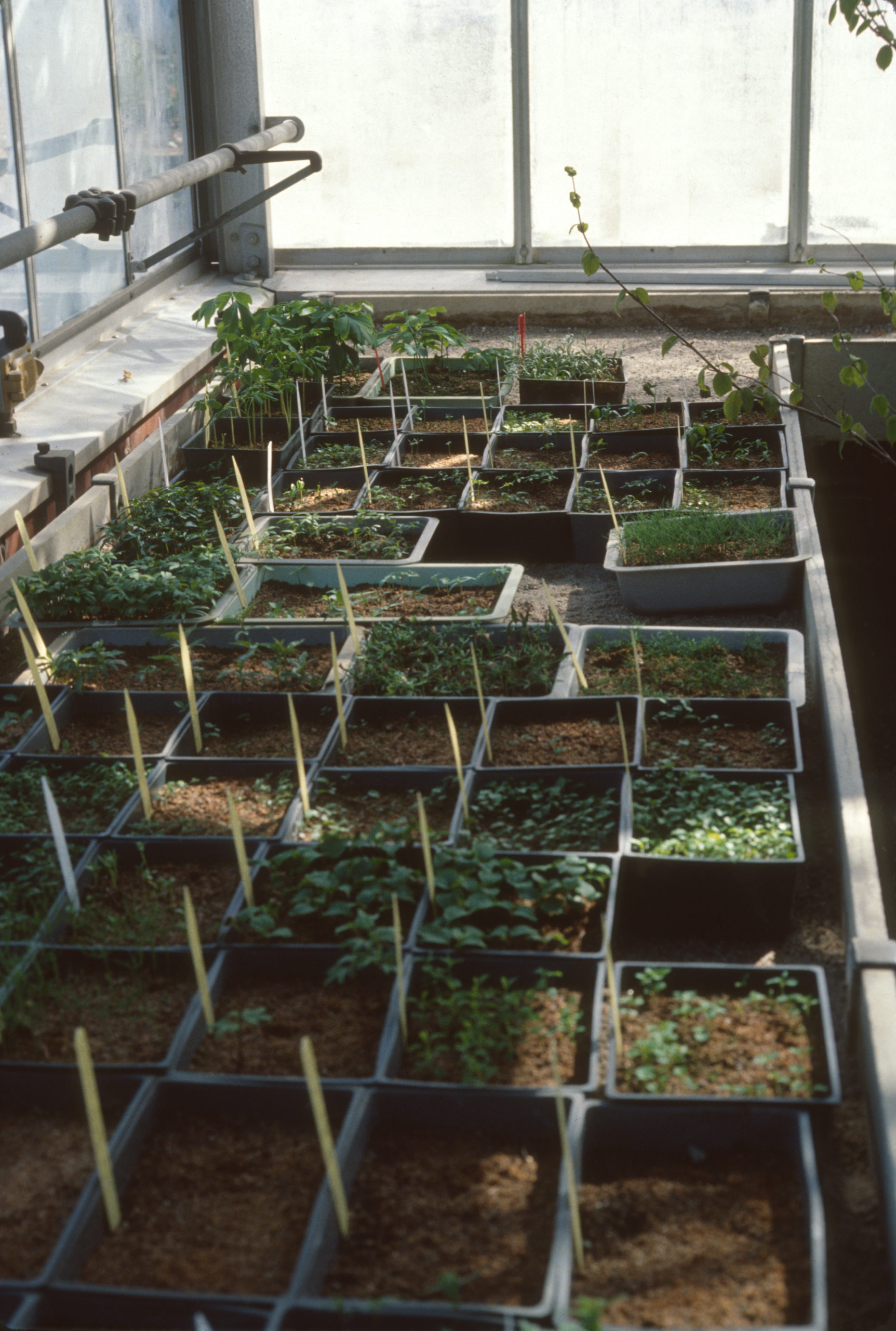 Seedlings from the 1977 Japan-Korea expedition growing in the Dana Greenhouse.