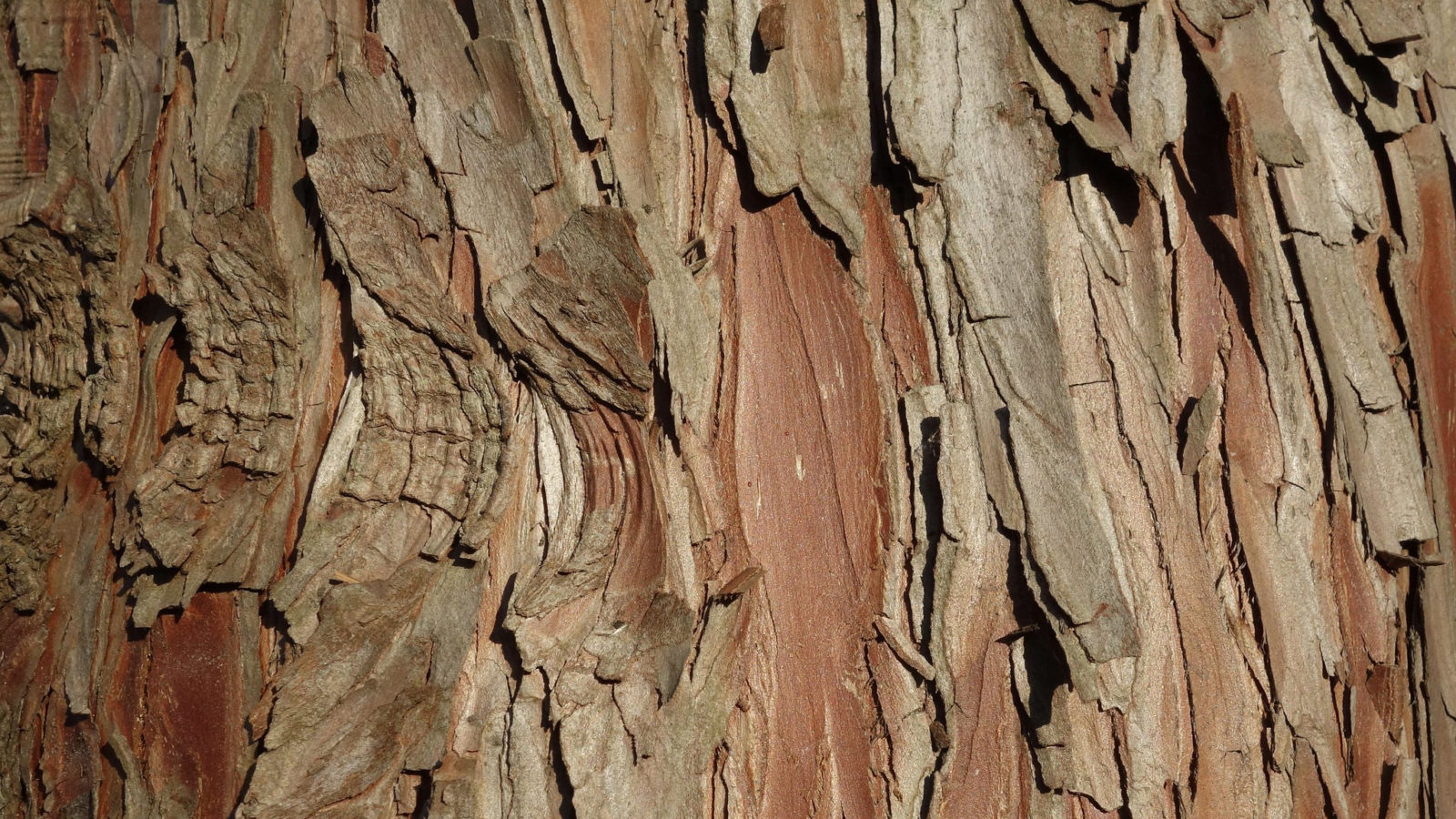 Taxodium distichum var. distichum 674-88-D by Ned Friedman