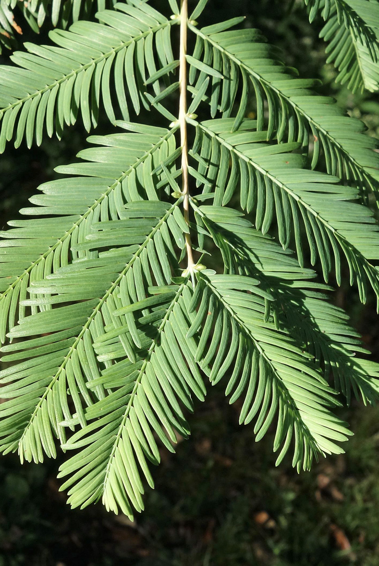 Dawn Redwood foliage by Ned Friedman