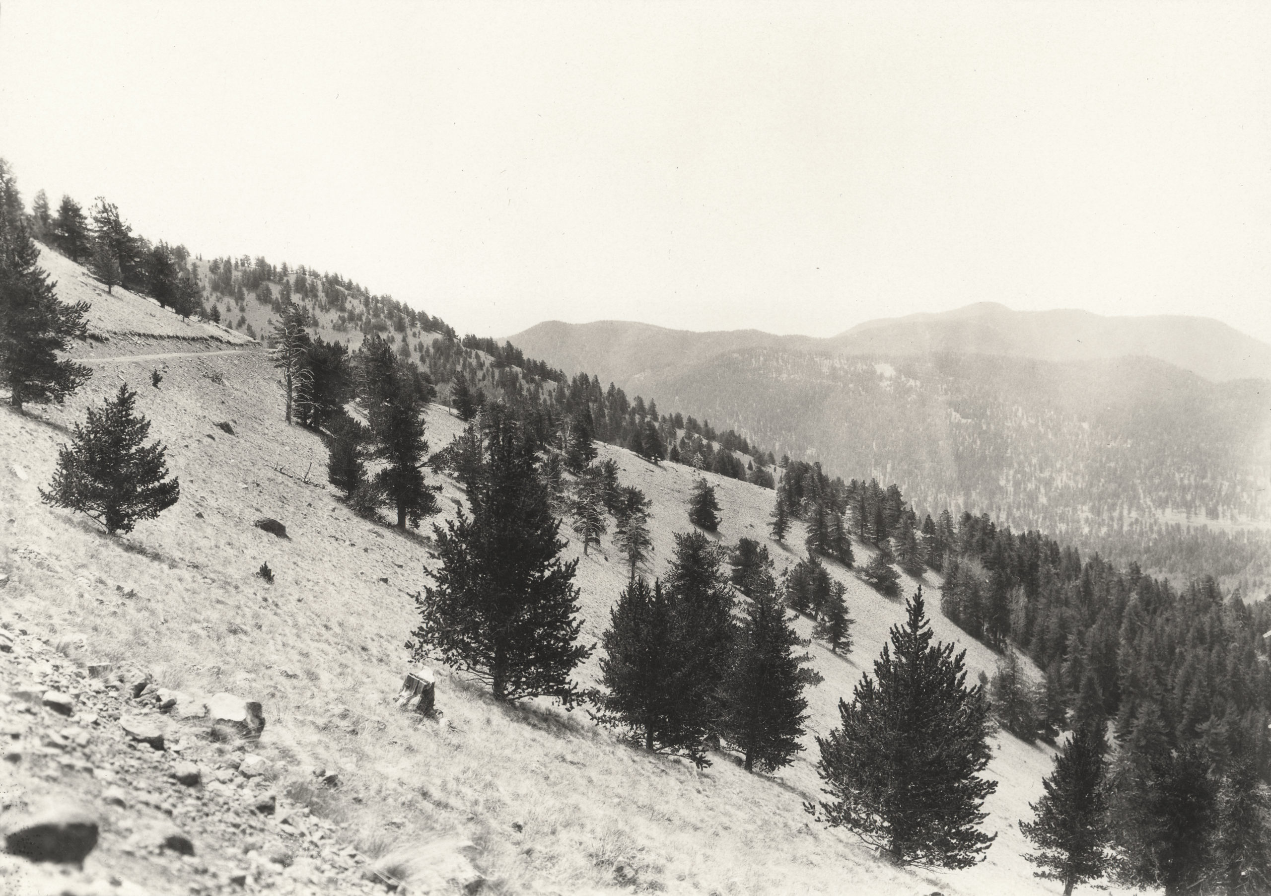 View from San Francisco Mountain near Flagstaff, Arizona at about 10,000 feet (3,050 meters). Trees in foreground are primarily Rocky Mountain bristlecone pine (Pinus aristata).