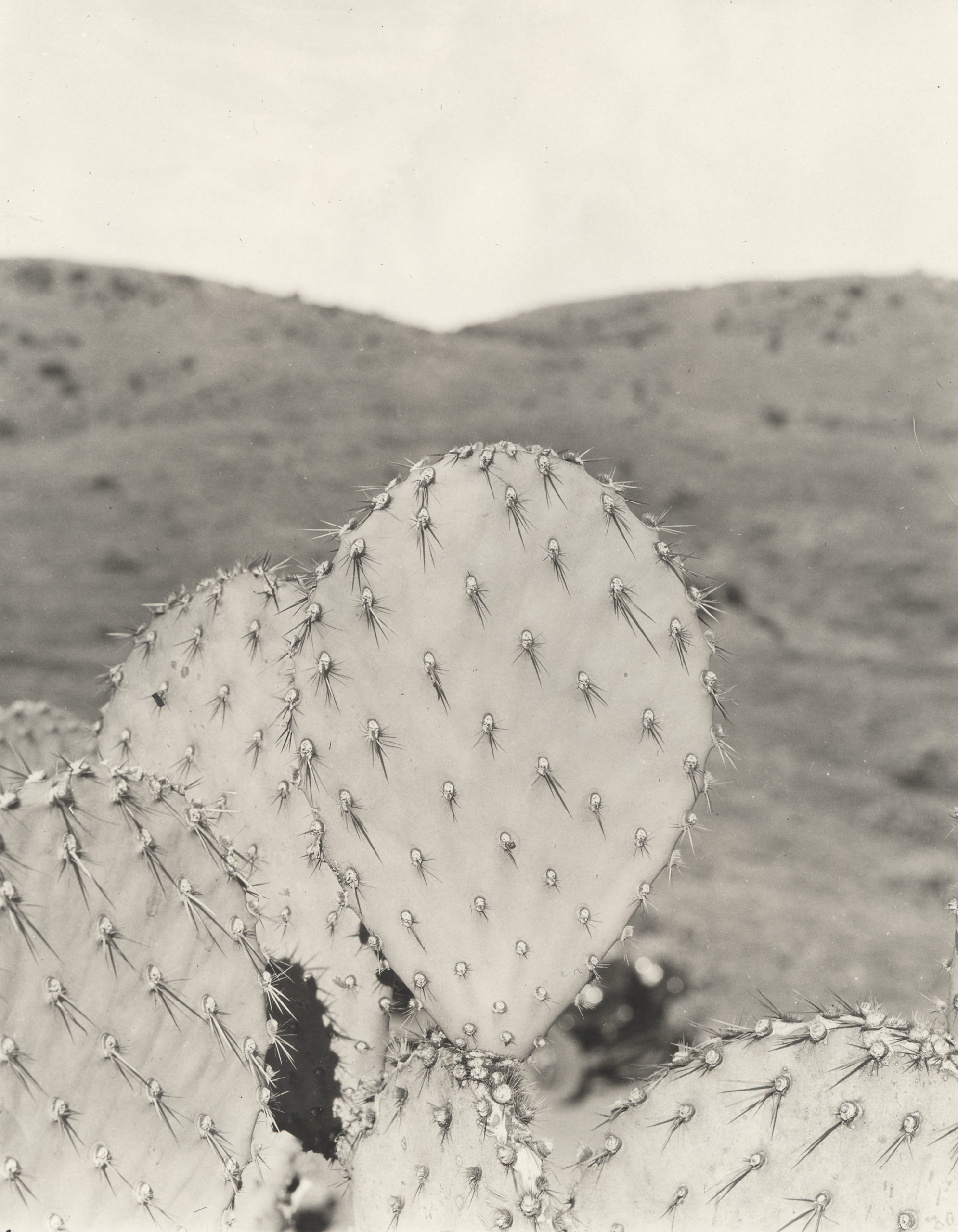 This 1929 photograph by Susan McKelvey shows the upright habit and short spines of the tulip prickly pear cactus (Opuntia phaeacantha). McKelvey encountered this specimen on the descent of Oxbow Mill from Payson towards Roosevelt, Arizona.