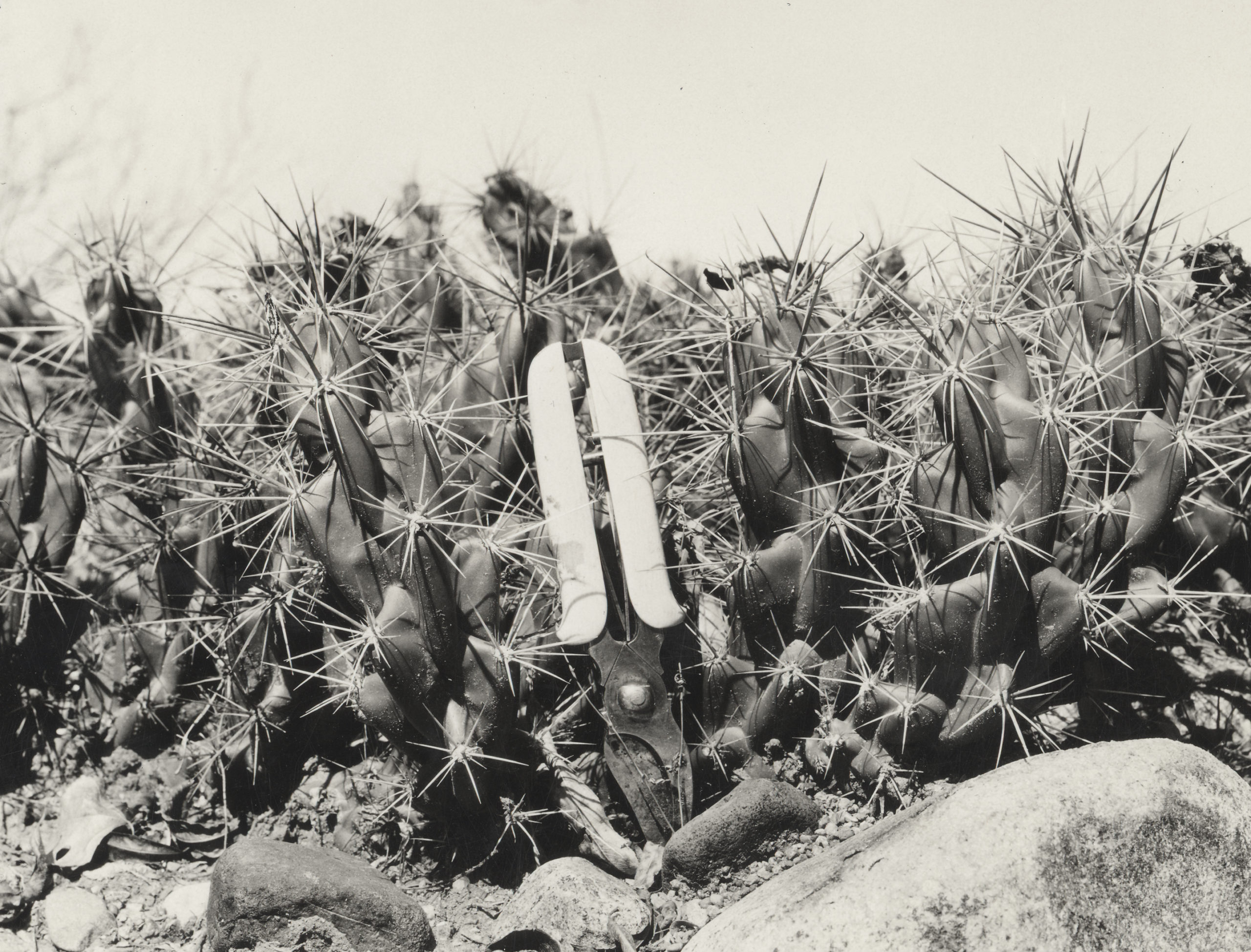 A club cholla cactus (Corynopuntia emoryi) with a pair of secateurs for scale. Photographed in 1929 by Susan McKelvey at the crossing of the Gila River near Bryce, on the road from Safford to Globe, Arizona. This cactus forms spreading masses about 6 inches tall.