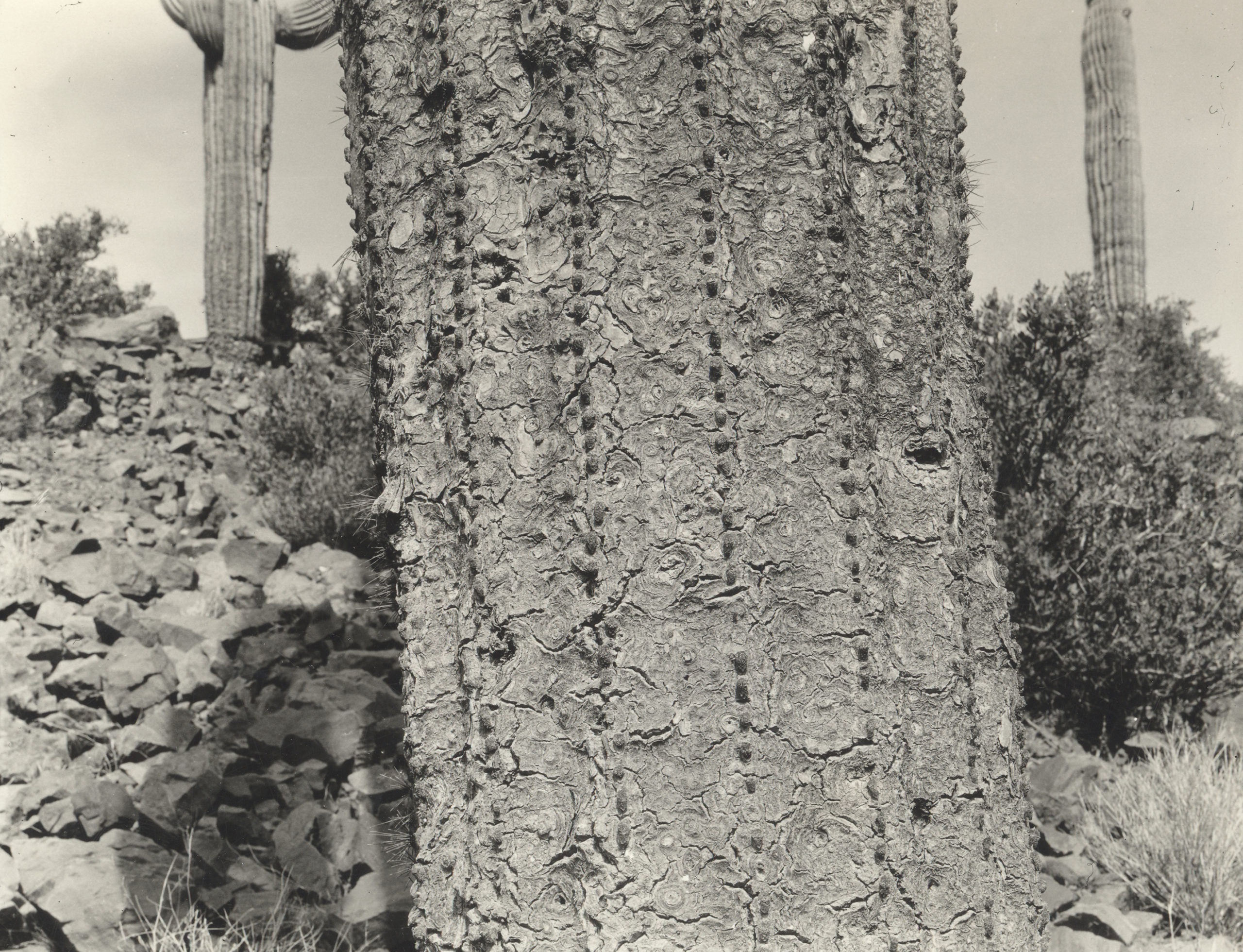 A detail of the stem of a saguaro cactus (Carnegiea gigantea) photographed in 1929 by Susan McKelvey on the foothills of the Four Peaks in the Matazel Mountains upstream from the Theodore Roosevelt Dam near Phoenix, Arizona.