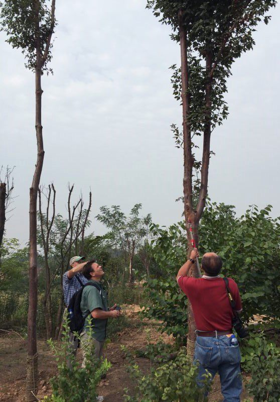 Wang Kang gathering seeds from A. griseum (#072) at the Xi'an Botanic Garden, while Tony Aiello and Kris Bachtell look on.