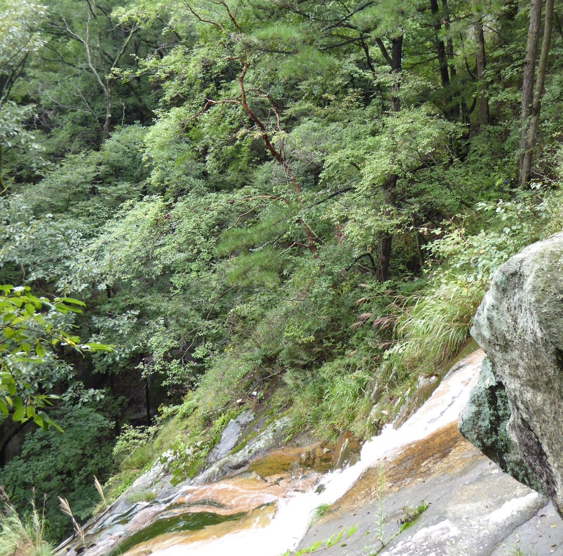 Acer griseum growing on a rock face near the Yulian Waterfall in the Bao Tian Man Nature Preserve.