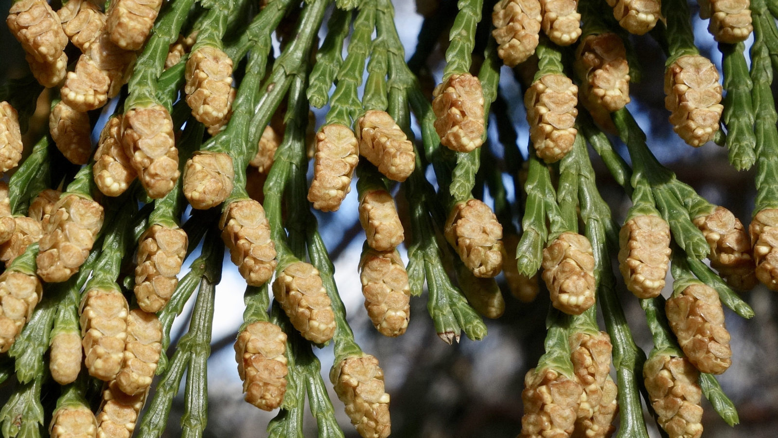 Calocedrus decurrens 450-86-E by Ned Friedman