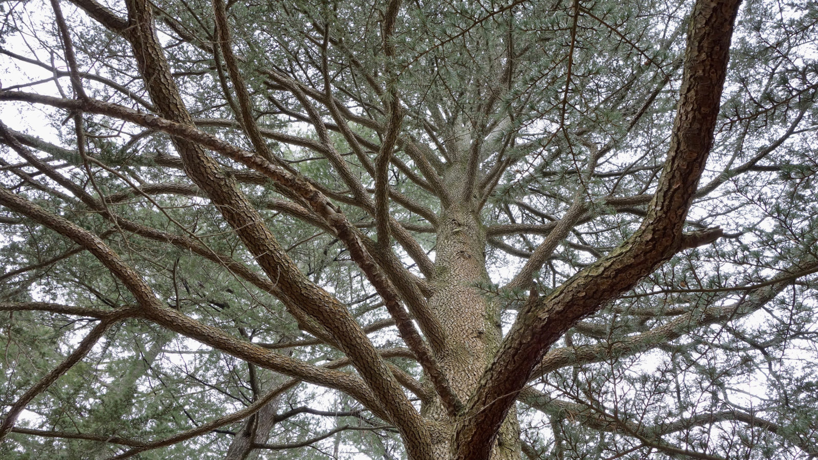 Cedrus libani 4697-K by Ned Friedman