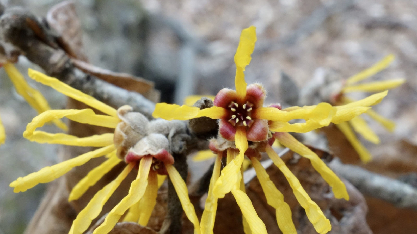 Hamamelis 'Brevipetala' 678-89-A by Ned Friedman
