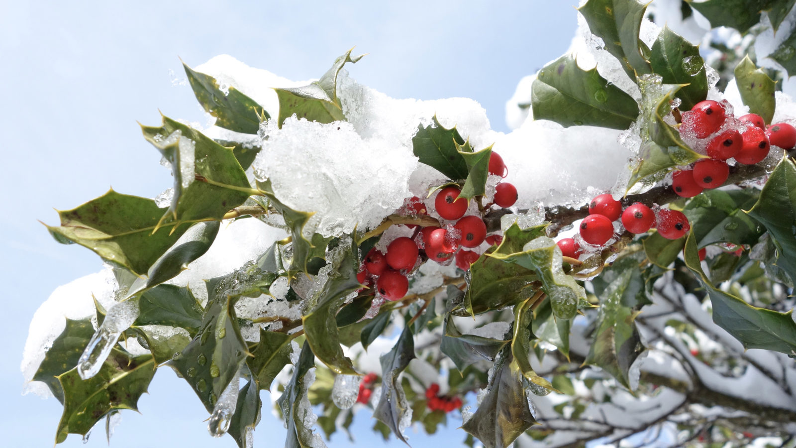 Ilex opaca 'Robin Tree' 314-62-A by Ned Friedman